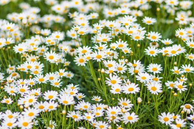 Güzel beyaz öküz göz papatya çiçekleri (Leucanthemum vulgare) flowerbed. Leucanthemum vulgare, öküz gözü papatya veya oxeye daisy, yaygın bir çiçekli bitki Avrupa'ya yerli olduğunu.