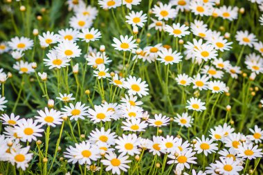 Güzel beyaz öküz göz papatya çiçekleri (Leucanthemum vulgare) flowerbed. Leucanthemum vulgare, öküz gözü papatya veya oxeye daisy, yaygın bir çiçekli bitki Avrupa'ya yerli olduğunu.