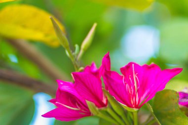 Güzel pembe orkide ağaç çiçek (Phanera purpurea) yeşil yaprakları arka plan ile. Phanera purpurea, ayrıca khown orkide ağaç, mor bauhinia, devenin ayak, Kelebek ağacı ve Hawaii orkide ağaç olarak