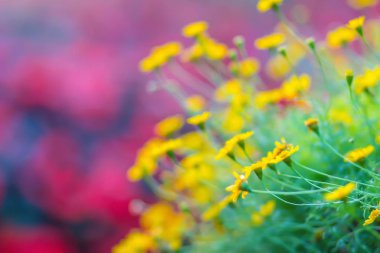Dahlberg papatya çiçek (Thymophylla tenuiloba) arka plan. Thymophylla tenuiloba, olarak da bilinen bristleleaf pricklyleaf, Dahlberg daisy, küçük bristleleaf pricklyleaf, Altın Post veya kayan yıldız.