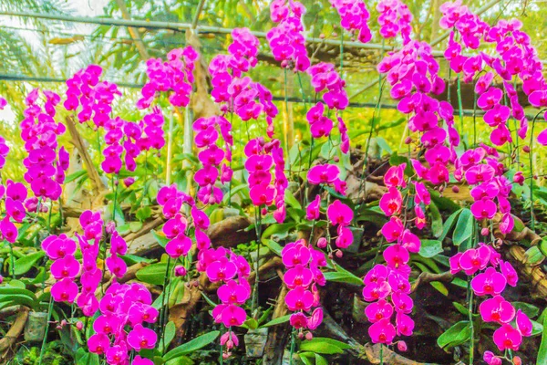 Красивый Фиолетовый Phalaenopsis Орхидеи Цветы Зелеными Листьями Фона Фаленопсис Элегантная — стоковое фото
