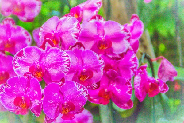 Güzel Mor Phalaenopsis Orkide Çiçekleri Yeşil Yaprakları Arka Plan Ile — Stok fotoğraf
