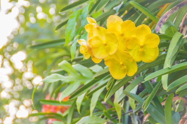 Жёлтый Цветок Гиванды Орхидеи Фоне Зеленых Листьев Ванда Род Орхидей — стоковое фото