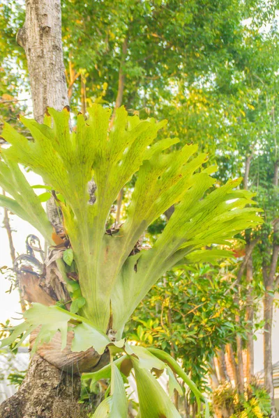 Hojas Verdes Helecho Staghorn Platycerium Superbum Tronco Del Árbol Bosque — Foto de Stock