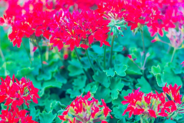Hermosas Flores Geranio Hoja Hiedra Híbrida Roja Pelargonium Peltatum Lecho — Foto de Stock