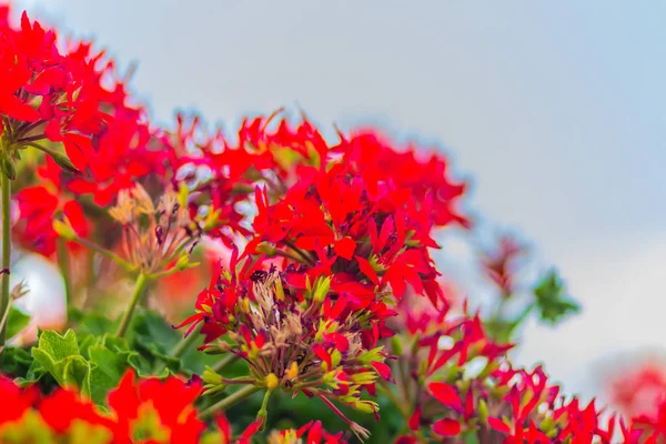 Gyönyörű Piros Hibrid Ivy Levél Geránium Pelargonium Peltatum Virágok Virágágyásba — Stock Fotó