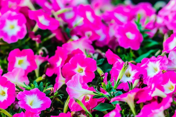 Krásné Růžové Fialové Petúnie Květina Záhonu Pro Pozadí Petúnie Jsou — Stock fotografie