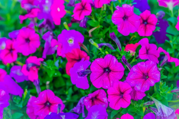 Belle Fleur Pétunia Violet Rose Sur Lit Fleurs Pour Fond — Photo