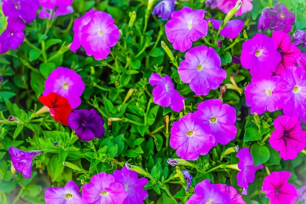 Beautiful Pink Purple Petunia Flower Flowerbed Background Petunias One Our — Stock Photo, Image