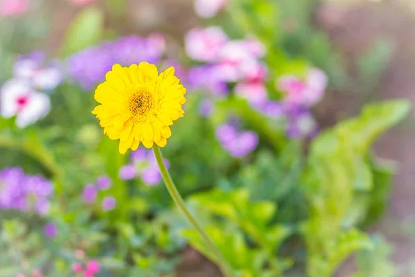 Vackra Gula Hybrid Gerbera Eller Barberton Daisy Blommor Gerbera Jamesonii — Stockfoto