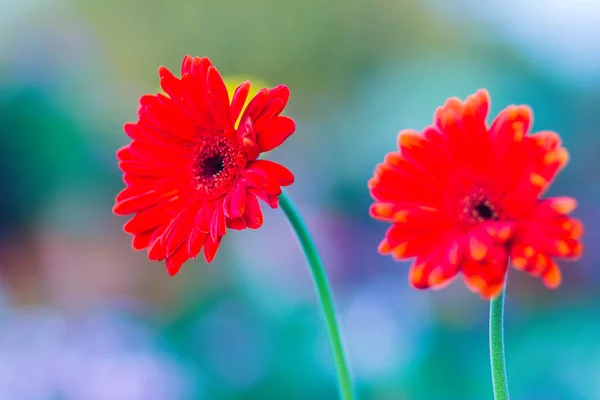 Bellissimi Fiori Margherita Gerbera Ibrido Rosso Barberton Gerbera Jamesonii Hybrida — Foto Stock