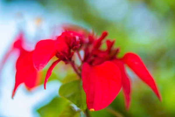 Rojo Ashanti Flor Sangre Mussaenda Erythrophylla Hojas Verdes Fondo Mussaenda —  Fotos de Stock