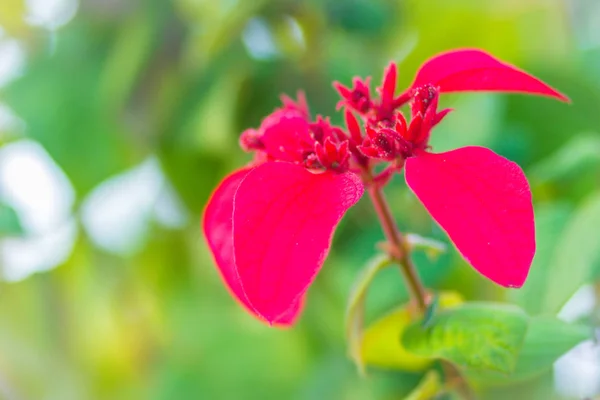 Ashanti Czerwony Krwi Tle Zielonych Liści Kwiatów Mussaenda Erythrophylla Mussaenda — Zdjęcie stockowe