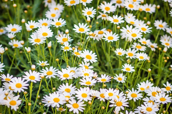 Beautiful white ox-eye daisy flowers (Leucanthemum vulgare) on flowerbed. Leucanthemum vulgare, the ox-eye daisy, or oxeye daisy, is a widespread flowering plant native to Europe.
