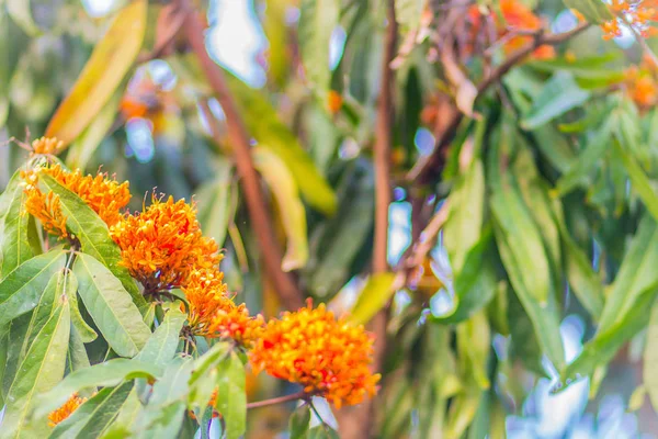 Beautiful orange asoka tree flowers (Saraca indica) on tree with green leaves background. Saraca indica, alsoknown as asoka-tree, Ashok or Asoca, saraca, Sorrowless tree.