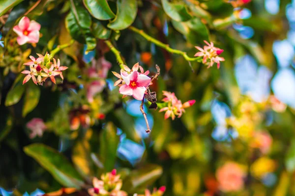 Beautiful Pink Jelutong Flower Dyera Costulata Tree Dyera Costulata Jelutong — Stock Photo, Image