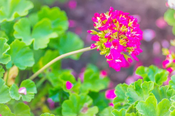 Hermosas Flores Geranio Hoja Hiedra Rosa Pelargonium Peltatum Lecho Flores —  Fotos de Stock