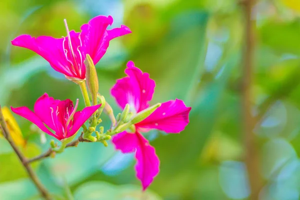 Όμορφο Ροζ Ορχιδέα Δέντρο Λουλούδι Phanera Purpurea Πράσινα Φύλλα Φόντο — Φωτογραφία Αρχείου
