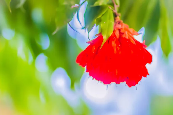 Hermosas Flores Rojas Florecientes Del Orgullo Birmania Amherstia Nobilis Árbol —  Fotos de Stock