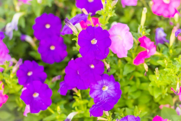 Beautiful Pink Purple Petunia Flower Flowerbed Background Petunias One Our — Stock Photo, Image