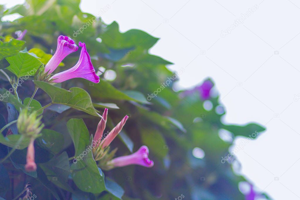 Beautiful pink morning glory flower (Ipomoea carnea) on tree. Ipomoea carnea, the pink morning glory, is a species of morning glory. This flowering plant has heart-shaped leaves that are a rich green.