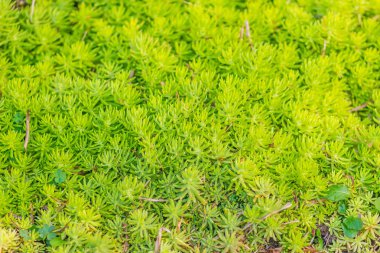 Yeşil arka bahçedeki Acre, olarak da bilinen goldmoss hendek stonecrop, yosunlu hendek stonecrop, goldmoss bahçedeki, hendek stonecrop ve wallpepper ısırma. Hendek stonecrop ısırma düşük büyüyen bitki ince Kuru topraklar olduğunu.