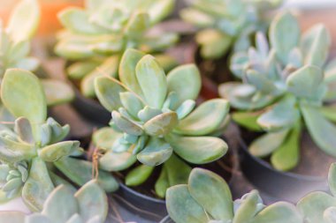 Yeşil aranjmani etli bitki pot Satılık Bahçe piyasada. Küçük aranjmani tropikal etli bitki tencerede.