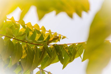 Şirin golden ağaç yılanı (Chrysopelea ornata) yeşil ağaç üzerinde kaymaya. Chrysopelea ornata olarak da bilinen bu altın ağaç yılan, süslü uçan yılan, Güneydoğu Asya'da bulunan altın uçan yılan.