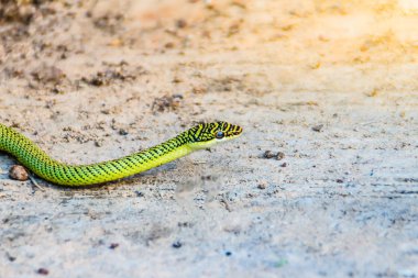 Şirin golden ağaç yılanı (Chrysopelea ornata) yere slithering. Chrysopelea ornata olarak da bilinen bu altın ağaç yılan, süslü uçan yılan, Güneydoğu Asya'da bulunan altın uçan yılan.