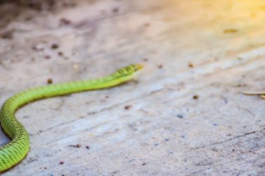 Şirin golden ağaç yılanı (Chrysopelea ornata) yere slithering. Chrysopelea ornata olarak da bilinen bu altın ağaç yılan, süslü uçan yılan, Güneydoğu Asya'da bulunan altın uçan yılan.