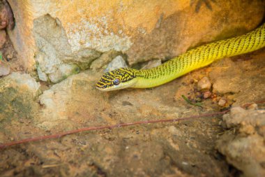 Şirin golden ağaç yılanı (Chrysopelea ornata) yere slithering. Chrysopelea ornata olarak da bilinen bu altın ağaç yılan, süslü uçan yılan, Güneydoğu Asya'da bulunan altın uçan yılan.