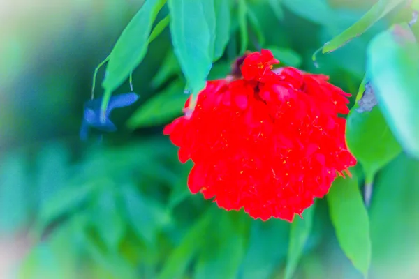 Hermosas Flores Rojas Florecientes Del Orgullo Birmania Amherstia Nobilis Árbol — Foto de Stock