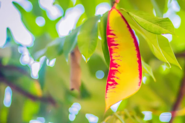 Красная Гордыня Бирманских Цветов Amherstia Noxes Дереве Лесу Amherstia Nobilis — стоковое фото