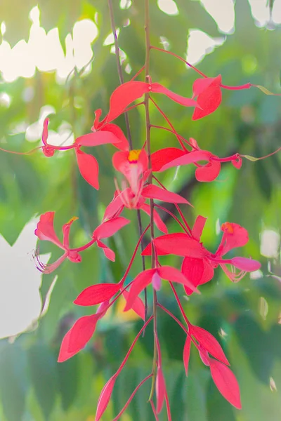 美しいビルマのプライドの赤い花 Amherstia ノビリス フォレスト内のツリー Amherstia ノビリス ビルマのとして知られているプライド オーキッド ツリー それはビルマ — ストック写真