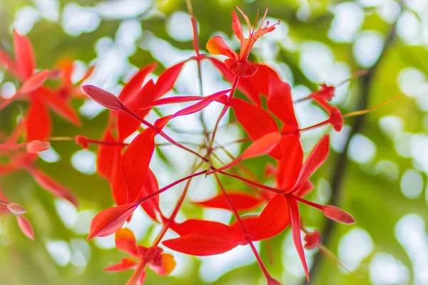 Красная Гордыня Бирманских Цветов Amherstia Noxes Дереве Лесу Amherstia Nobilis — стоковое фото