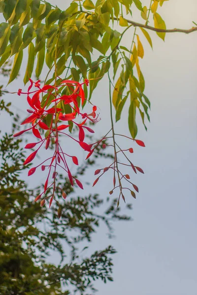 Красная Гордыня Бирманских Цветов Amherstia Noxes Дереве Лесу Amherstia Nobilis — стоковое фото