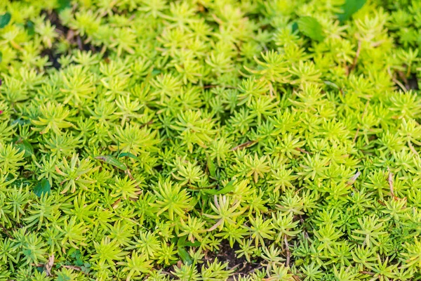 Yeşil Arka Bahçedeki Acre Olarak Bilinen Goldmoss Hendek Stonecrop Yosunlu — Stok fotoğraf