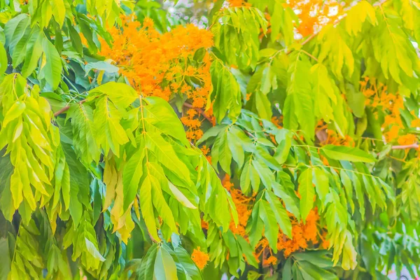 Keltaiset Saracan Kukat Saraca Thaipingensis Cantley Prain Metsässä Tunnetaan Myös — kuvapankkivalokuva