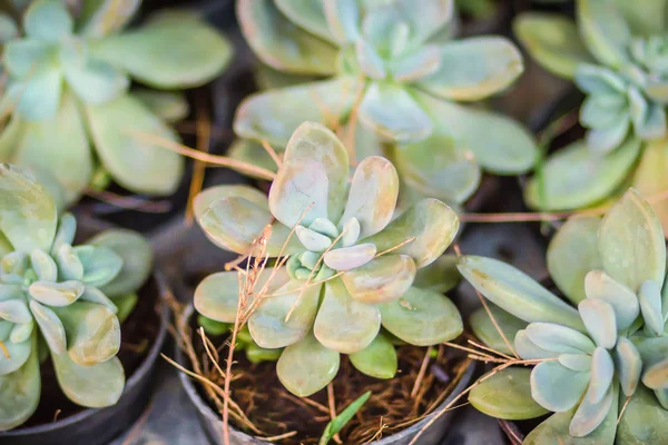 Zelená Kalanchoe Sukulentní Rostlina Hrnec Prodeji Trhu Zahradní Malá Kalanchoe — Stock fotografie