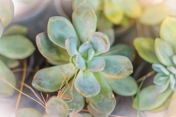 Pianta Succulenta Kalanchoe Verde Vendita Mercato Del Giardino Piccola Pianta — Foto Stock