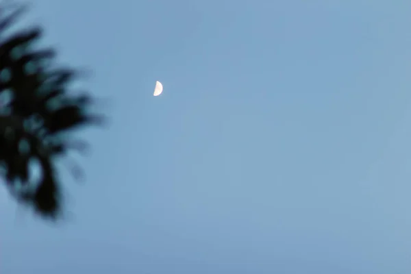 遠くに半月とシルエット パームまま青い空を背景に 抽象的なテキストの青い空とコピー スペースに対して木の枝の小さな月シルエットに囲まれて — ストック写真