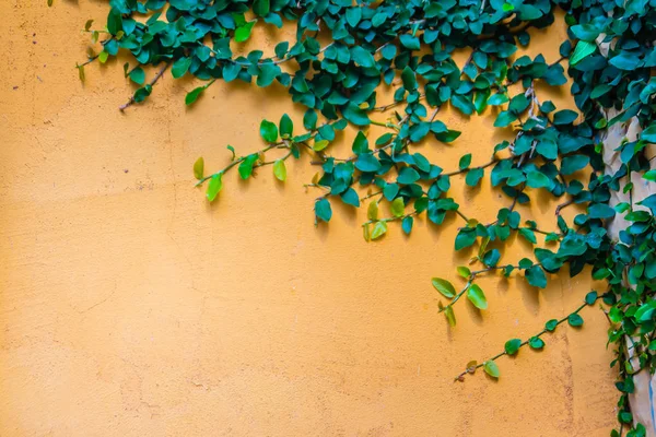 绿色攀爬植物在画橙色混凝土墙壁与复制空间 五颜六色的菲克斯普米拉葡萄树爬上橙色水泥墙 为你的文字复制空间 — 图库照片