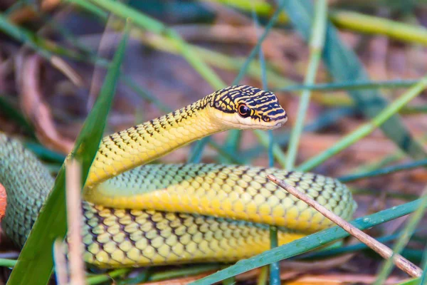 Söt Golden Tree Snake Chrysopelea Ornata Slingrande Rörig Gräs Chrysopelea — Stockfoto