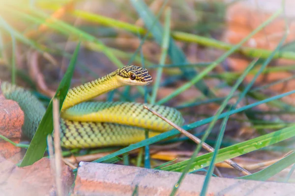 Cute golden tree snake (Chrysopelea ornata) is slithering on cluttered grass. Chrysopelea ornata is also known as golden tree snake, ornate flying snake, golden flying snake, found in Southeast Asia.