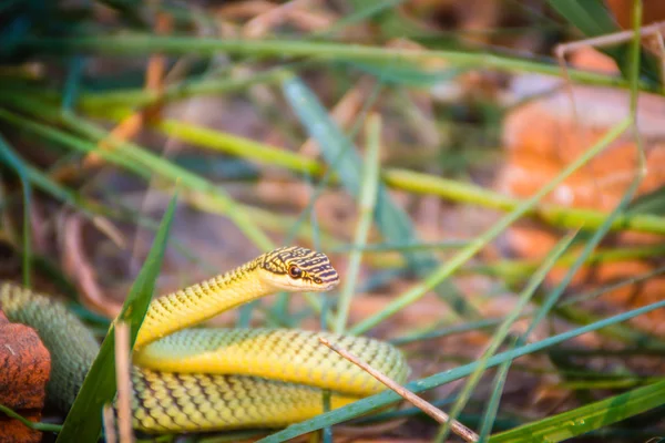 Cute golden tree snake (Chrysopelea ornata) is slithering on cluttered grass. Chrysopelea ornata is also known as golden tree snake, ornate flying snake, golden flying snake, found in Southeast Asia.