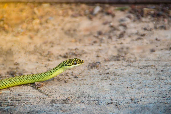 Cute golden tree snake (Chrysopelea ornata) is slithering on ground. Chrysopelea ornata is also known as golden tree snake, ornate flying snake, golden flying snake, found in Southeast Asia.