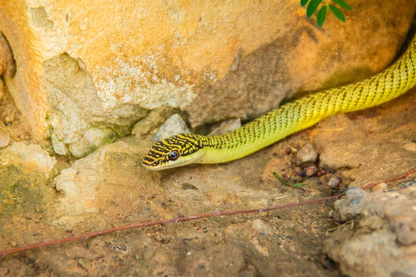 Cute golden tree snake (Chrysopelea ornata) is slithering on ground. Chrysopelea ornata is also known as golden tree snake, ornate flying snake, golden flying snake, found in Southeast Asia.