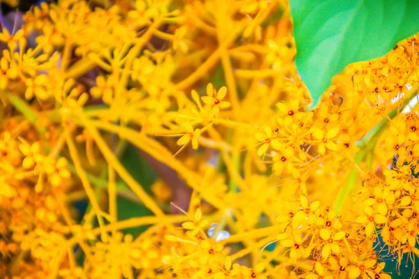 Κίτρινα Λουλούδια Saraca Saraca Thaipingensis Cantley Prain Στο Δέντρο Στο — Φωτογραφία Αρχείου