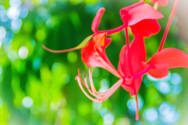 Mooie Rode Trots Van Birma Bloemen Amherstia Nobilis Structuur Het — Stockfoto