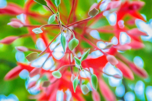 Hermosas Flores Rojas Del Orgullo Birmania Amherstia Nobilis Árbol Bosque —  Fotos de Stock